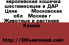 европейская кошечка шестимесяцев в ДАР › Цена ­ 10 - Московская обл., Москва г. Животные и растения » Кошки   
